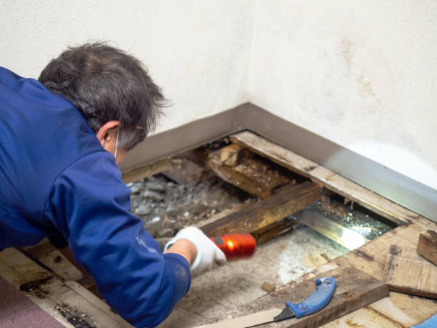 Professional Mold Removal in Jasper, IN