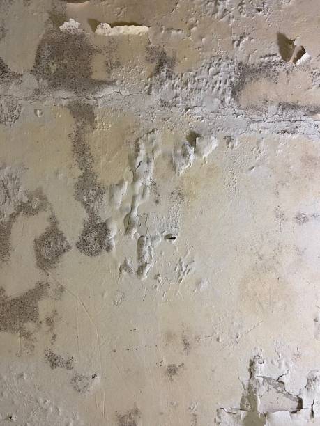 Best Mold Testing  in Jasper, IN