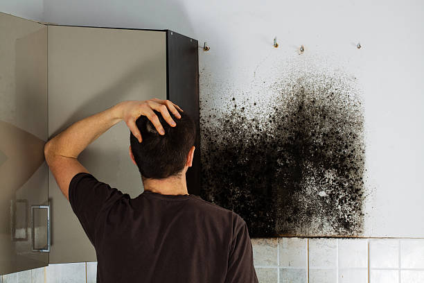 Best Emergency Mold Removal  in Jasper, IN