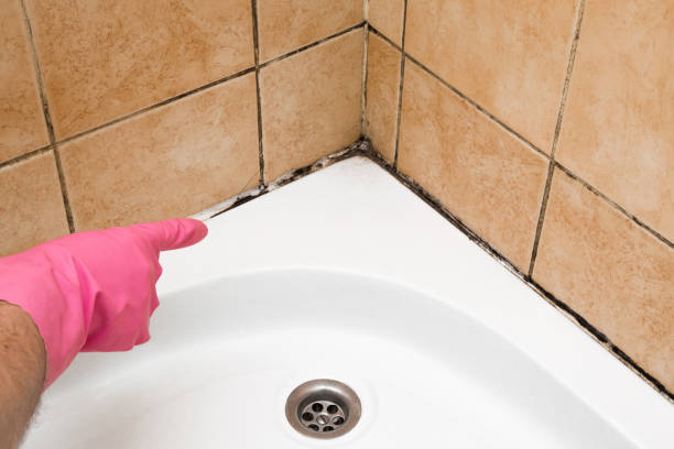 Best Mold Remediation  in Jasper, IN